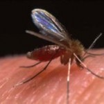 درمان و از بین بردن جای نیش پشه