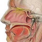 گرفتگی بینی