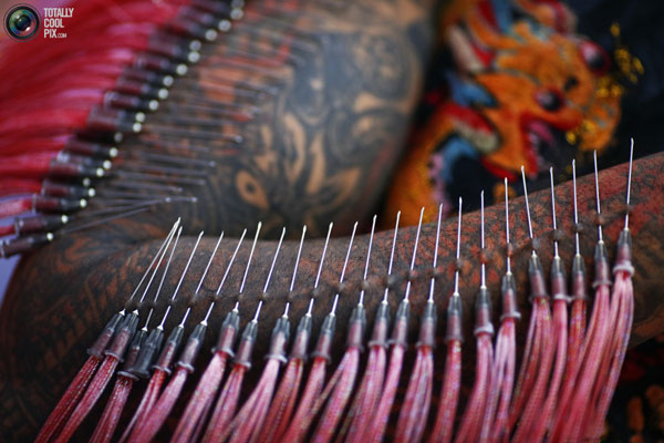 عکس های جشنواره گیاهان خواران