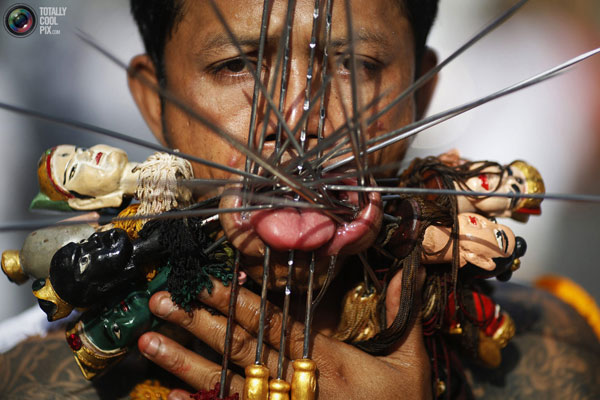 جشنواره گیاه خواران